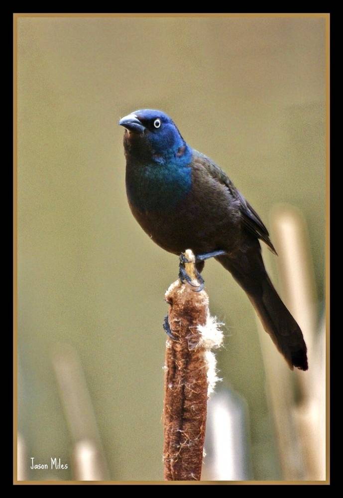 Common Grackle by JayMilesPhotography is licensed under CC BY-NC-ND 2.0
